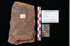 Foto (Objekt + Etikett) von Myrica lignitum Unger (NHMW-GEO-2024-0188-0555)